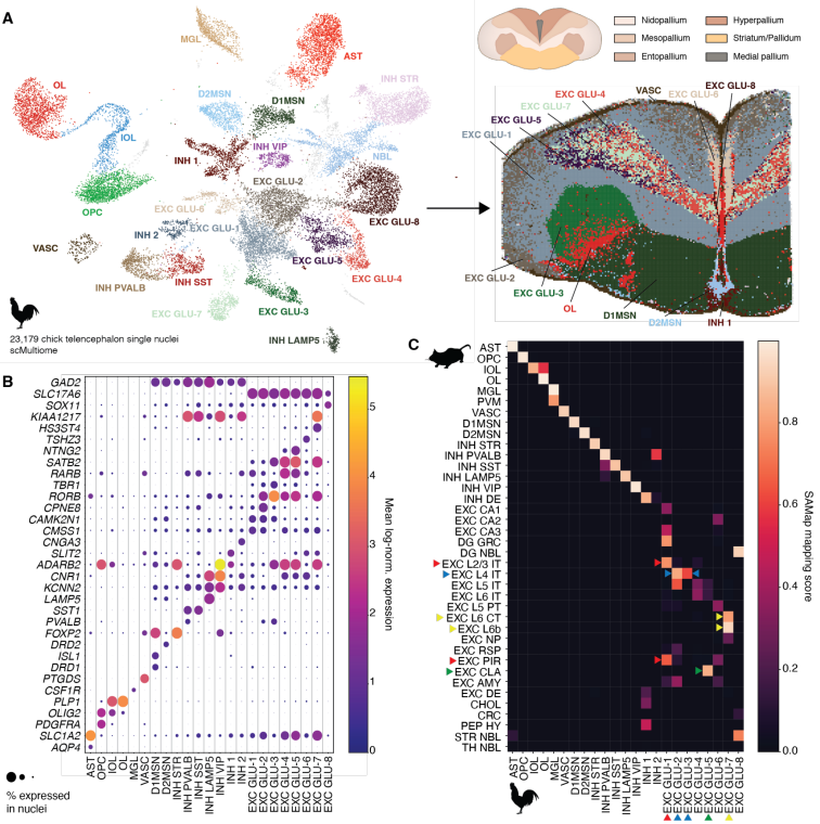 图1 鸡端脑的细胞类型及标记基因的表达